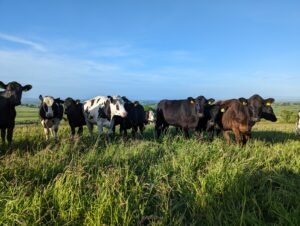 Updates to the Dairy Beef Index (DBI)
