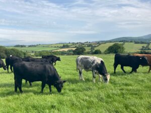 Read more about the article Dairy Beef Mating 2023