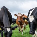 Nitrates Band Screen – What you need to know?