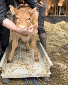 Over 70,000 animals weighed to date for SCEP