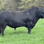 AA8640 – RAWBURN PONCHO X478 added to 2023 Beef Gene Ireland Panel