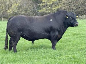 Read more about the article AA8640 – RAWBURN PONCHO X478 added to 2023 Beef Gene Ireland Panel