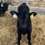 Who sired the dairy beef calves in 2022?