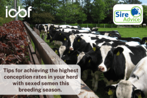 Using sexed semen this year? Here are some tips to help you get the highest conception rates in your herd!