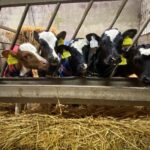 DNA Calf Registration Case Study: The Murphy Family, Ovens, Cork.