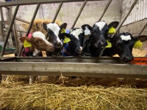 Read more about the article DNA Calf Registration Case Study: The Murphy Family, Ovens, Cork.