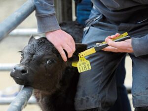 Read more about the article What our pilot herds have to say about DNA Calf Registration