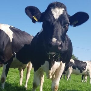Read more about the article DNA Calf Registration Case Study: Padraig O Connell, Co. Kerry