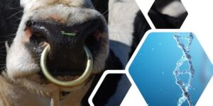 Read more about the article Improvements to the Dairy Genomic Results Profile