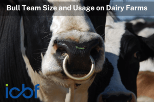 Bull Team Size and Usage on Dairy Farms