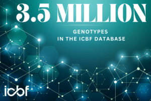 Read more about the article ICBF Surpasses 3.5 Million Genotypes in the National Database