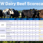 New ICBF Dairy Beef Scorecard