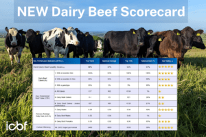 Read more about the article New ICBF Dairy Beef Scorecard
