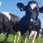 Dairy Farmers can amend their banding submission