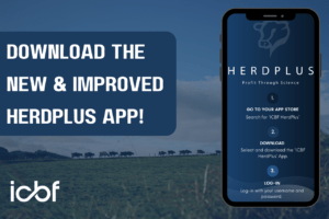 Read more about the article  ICBF launches new App – ICBF HerdPlus – Download today for FREE!
