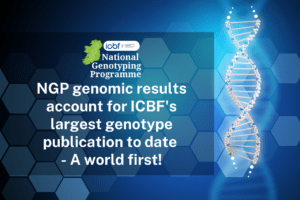 Read more about the article NGP genomic results account for ICBF’s largest genotype publication to date – A world first!