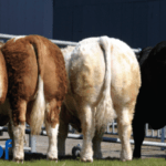 Beef Gene Ireland Launch – Spring 2024