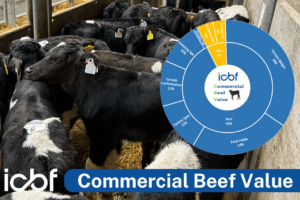 Read more about the article Commercial Beef Value-All you need to know!