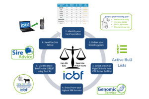 Maximise the genetic gain of your herd with Sire Advice this breeding season