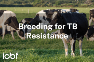 Breeding for TB Resistance