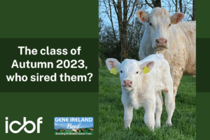 Read more about the article The class of Autumn 2023, who sired them?