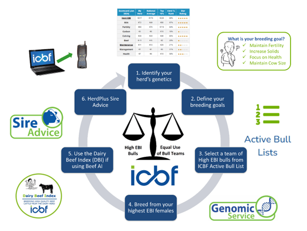 Maximise the genetic gain of your herd with Sire Advice this breeding ...