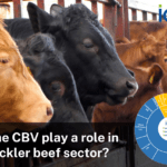Can the Commercial Beef Value play a role in the suckler beef sector?