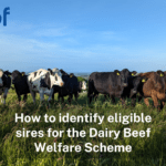Locate DBWS eligible bulls through the ICBF Animal Search & Stockbull Finder