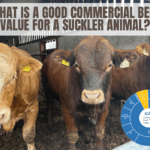 What is a good Commercial Beef Value for a suckler animal?