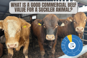 What is a good Commercial Beef Value for a suckler animal?