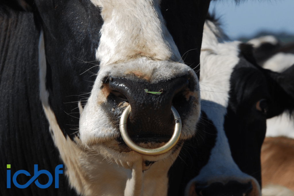 Top Dairy and Beef Sires Used in Irish Dairy Herds – 2026 Year-to-Date