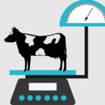 What are the benefits of weighing dairy females?