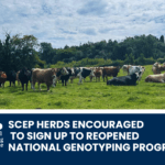 SCEP herds encouraged to sign up to the National Genotyping Programme