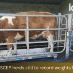 Weighing your animals for SCEP in 5 simple steps