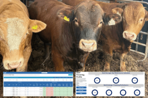 Read more about the article Free Access to Online CBV and Finishing Profiles