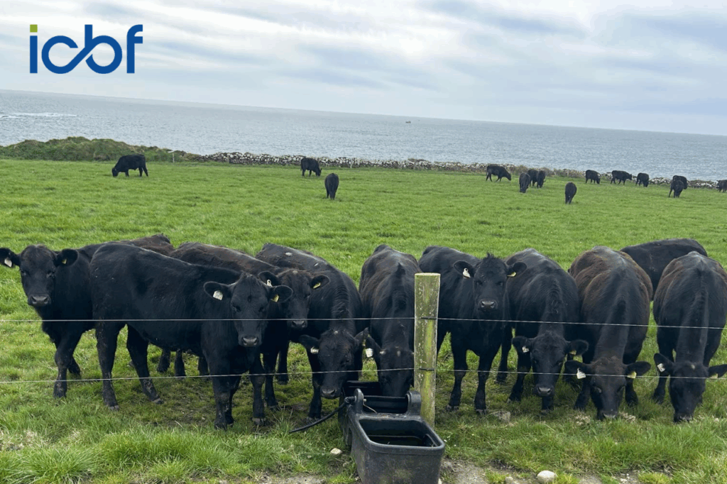 Maximise Dairy Beef Welfare Scheme Payments Through Accurate Sire Recording and Eligibility Checks On ICBF