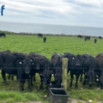Maximise Dairy Beef Welfare Scheme Payments Through Accurate Sire Recording and Eligibility Checks On ICBF