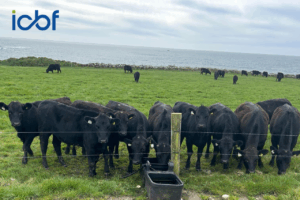 Maximise Dairy Beef Welfare Scheme Payments Through Accurate Sire Recording and Eligibility Checks On ICBF