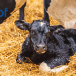 Tracking Congenital Defects in Calves this Spring