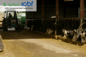 Read more about the article Agriland Commercial Beef Value Series: Improving genetic beef potential