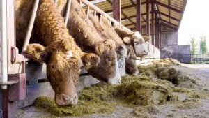 Read more about the article Agriland Commercial Beef Value Series: Inside ICBF Progeny Test Centre