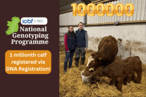 Read more about the article 1 millionth NGP calf is born in Co. Clare Suckler herd