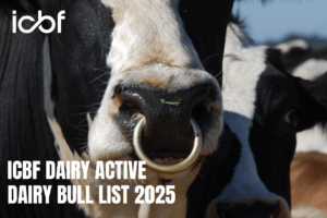 Read more about the article ICBF Dairy Active Dairy Bull List 2025