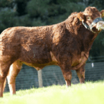 Stockbull Finder – Seller – PJ Hegarty