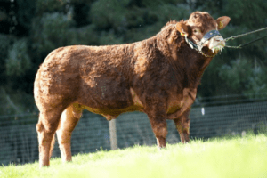 Read more about the article Stockbull Finder – Seller – PJ Hegarty