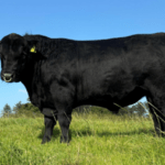 Stockbull Finder – Seller – Ben Ryall