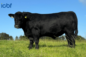 Read more about the article Stockbull Finder – Seller – Ben Ryall