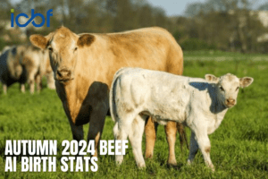 Read more about the article Beef AI Statistics: The class of Autumn 2024, who sired them?