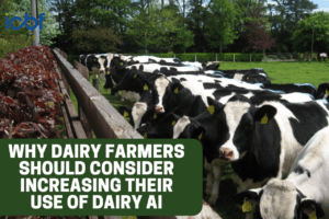 Why Dairy Farmers Should Consider Increasing their use of Dairy AI