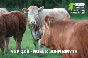 Read more about the article National Genotyping Programme Q&A – “We feel we can offer full traceability from conception to fork.”